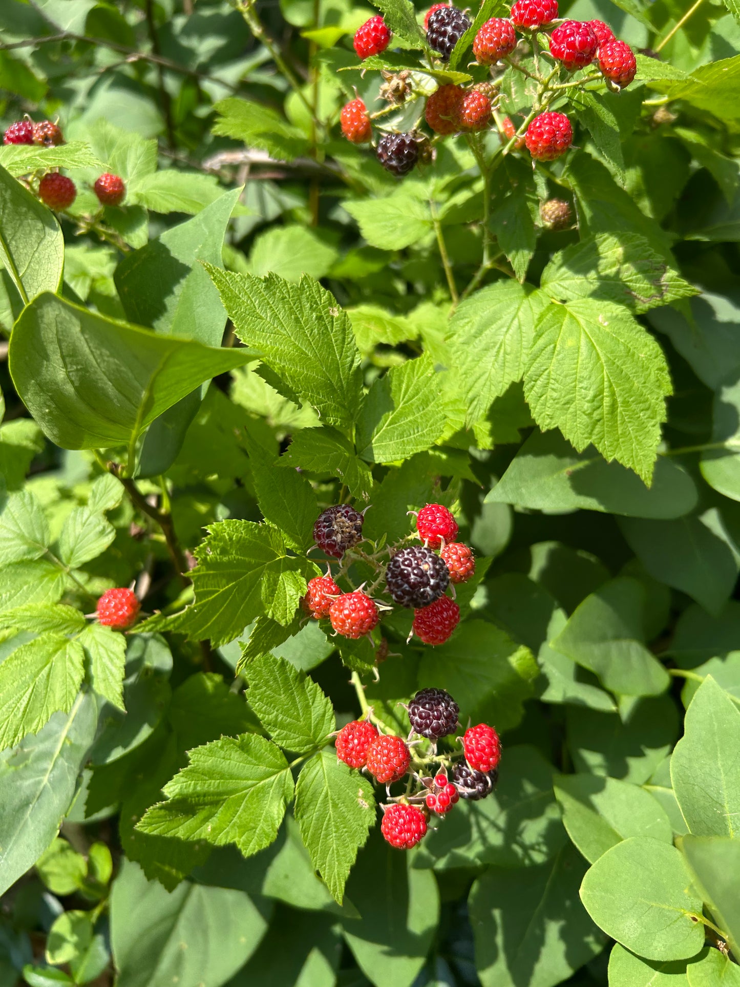 Black Raspberry