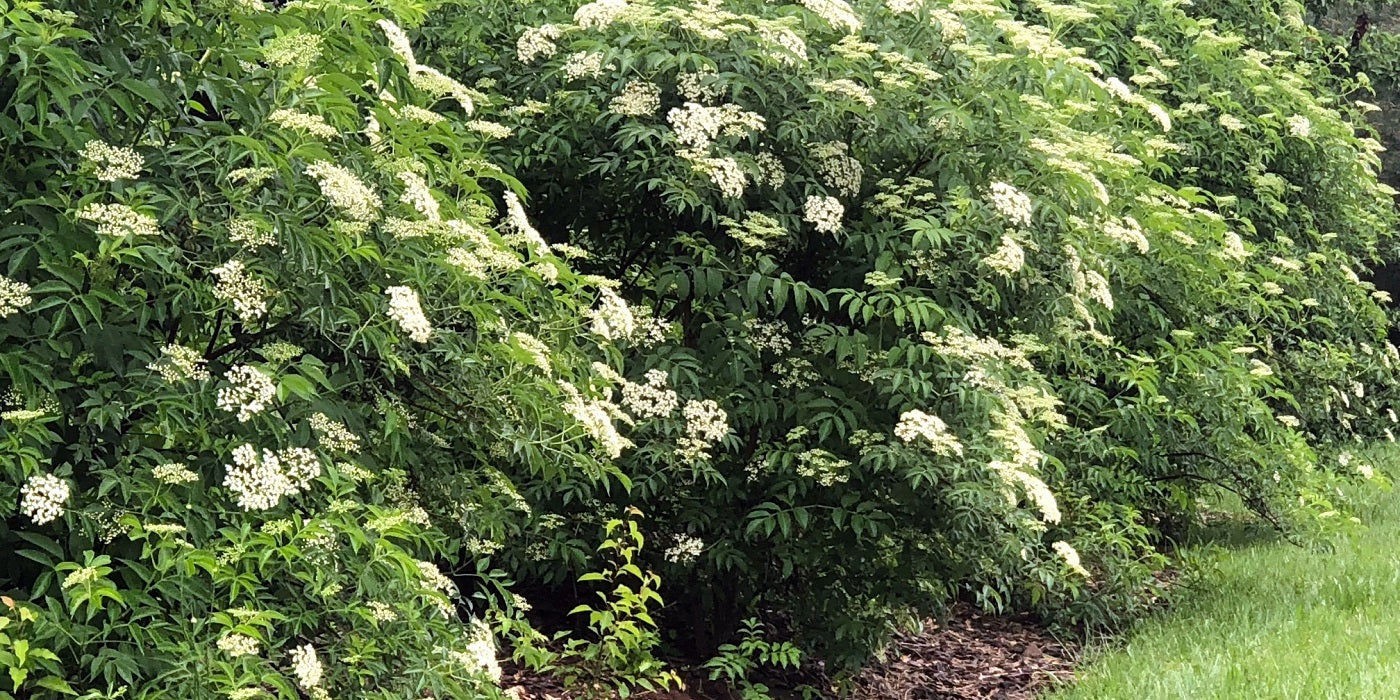 Elderberry