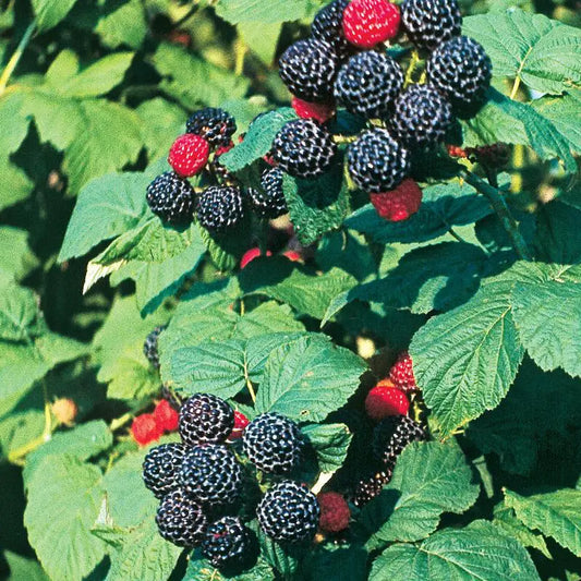 Black Raspberry