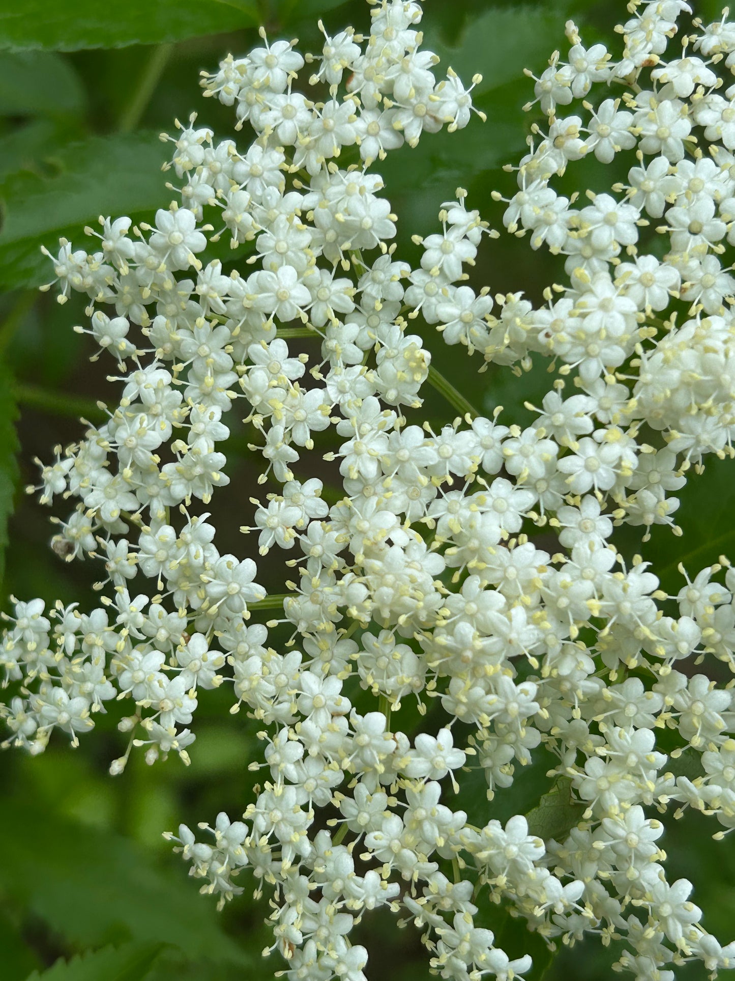 Elderberry