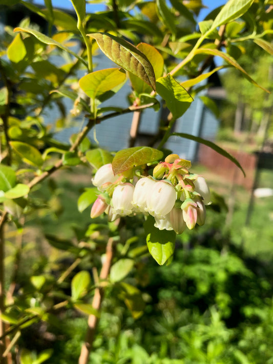 Highbush Blueberry