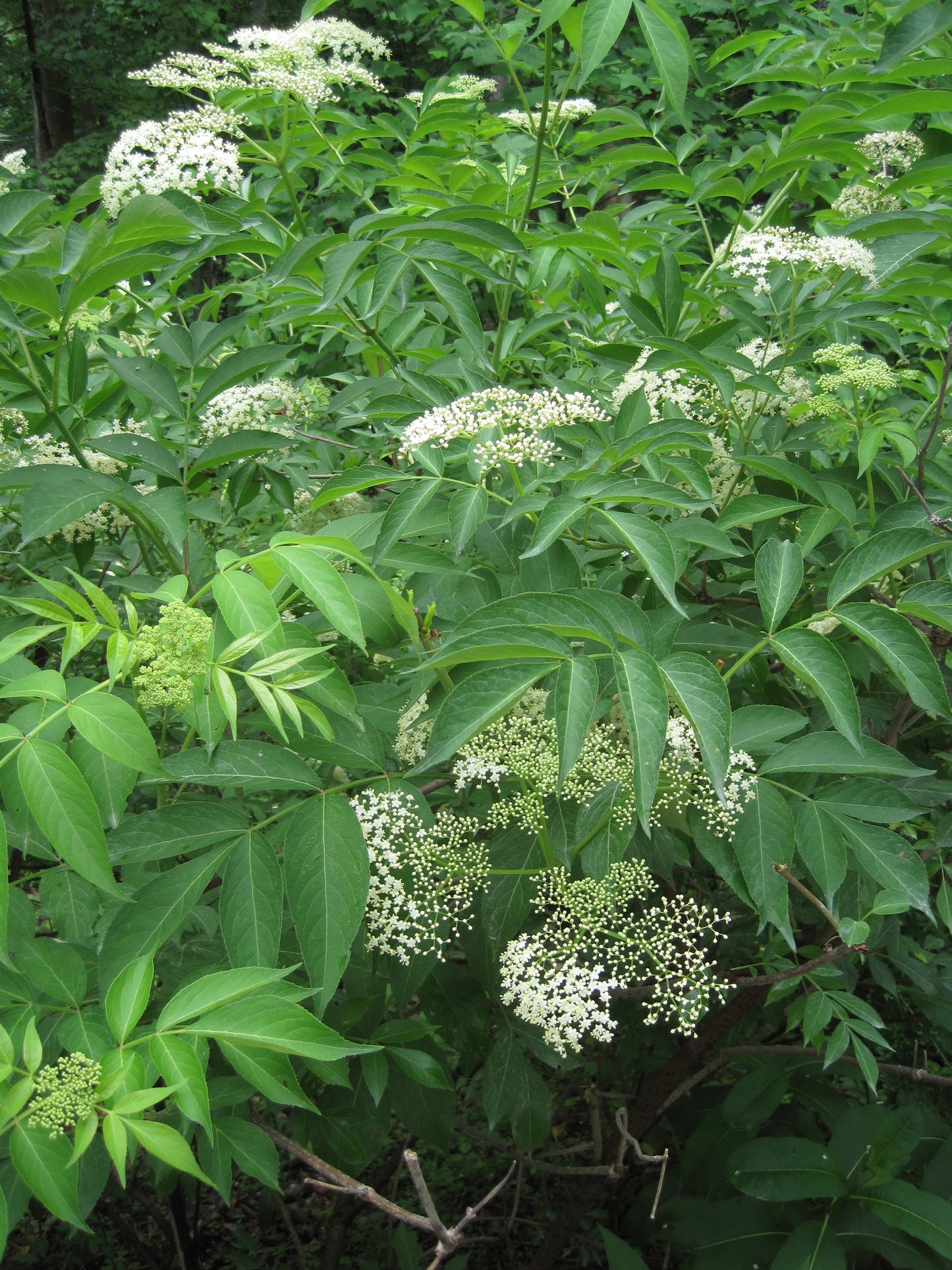 Elderberry