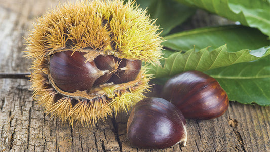 Chestnut