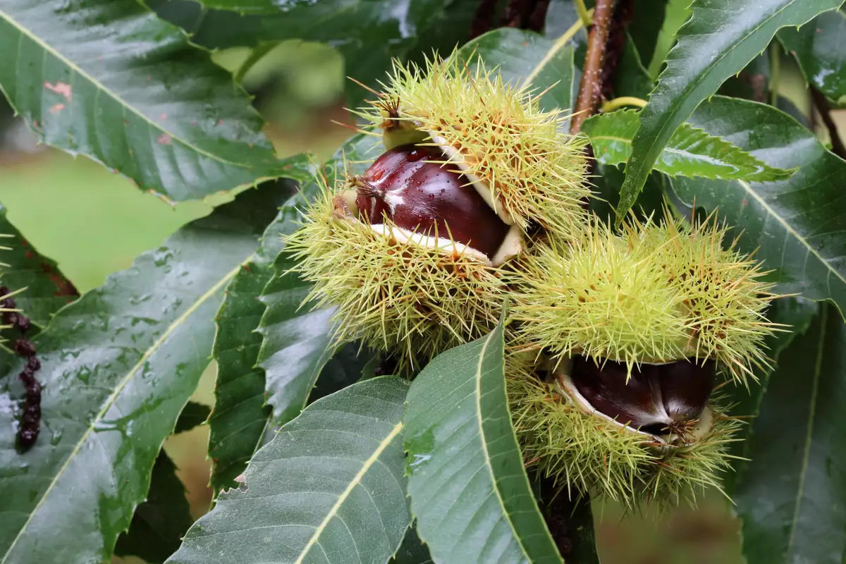 Chestnut