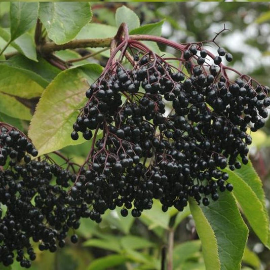 Elderberry