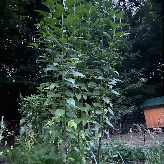 Sunchoke Tubers (Jerusalem Artichokes)