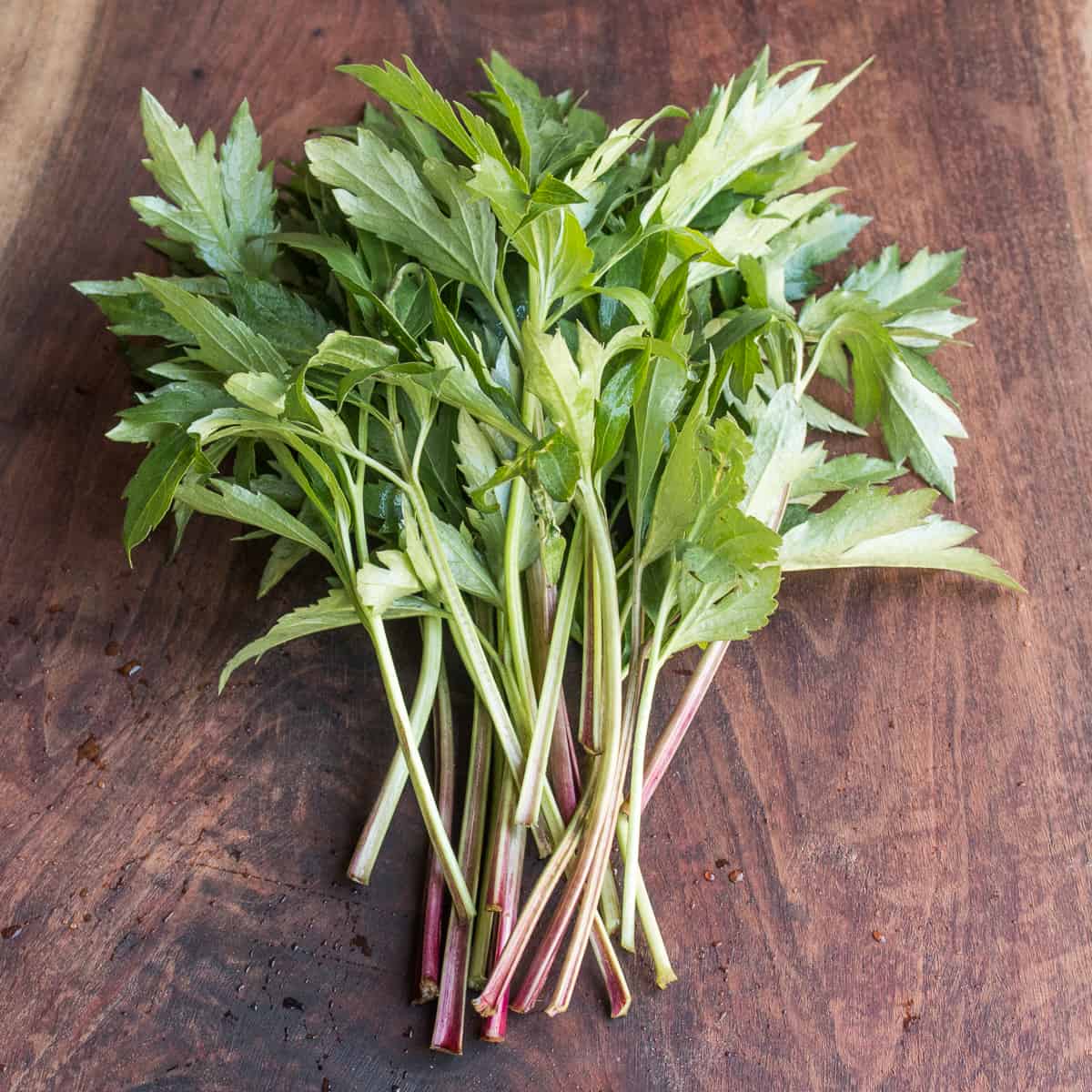 Cutleaf Coneflower