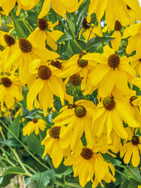 Cutleaf Coneflower