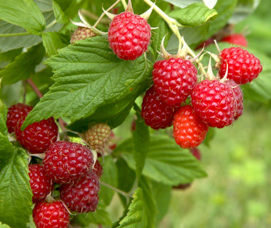 Raspberry