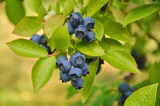 Highbush Blueberry