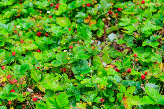 Wild Strawberry