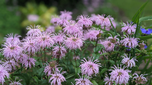 Wild Bergamot