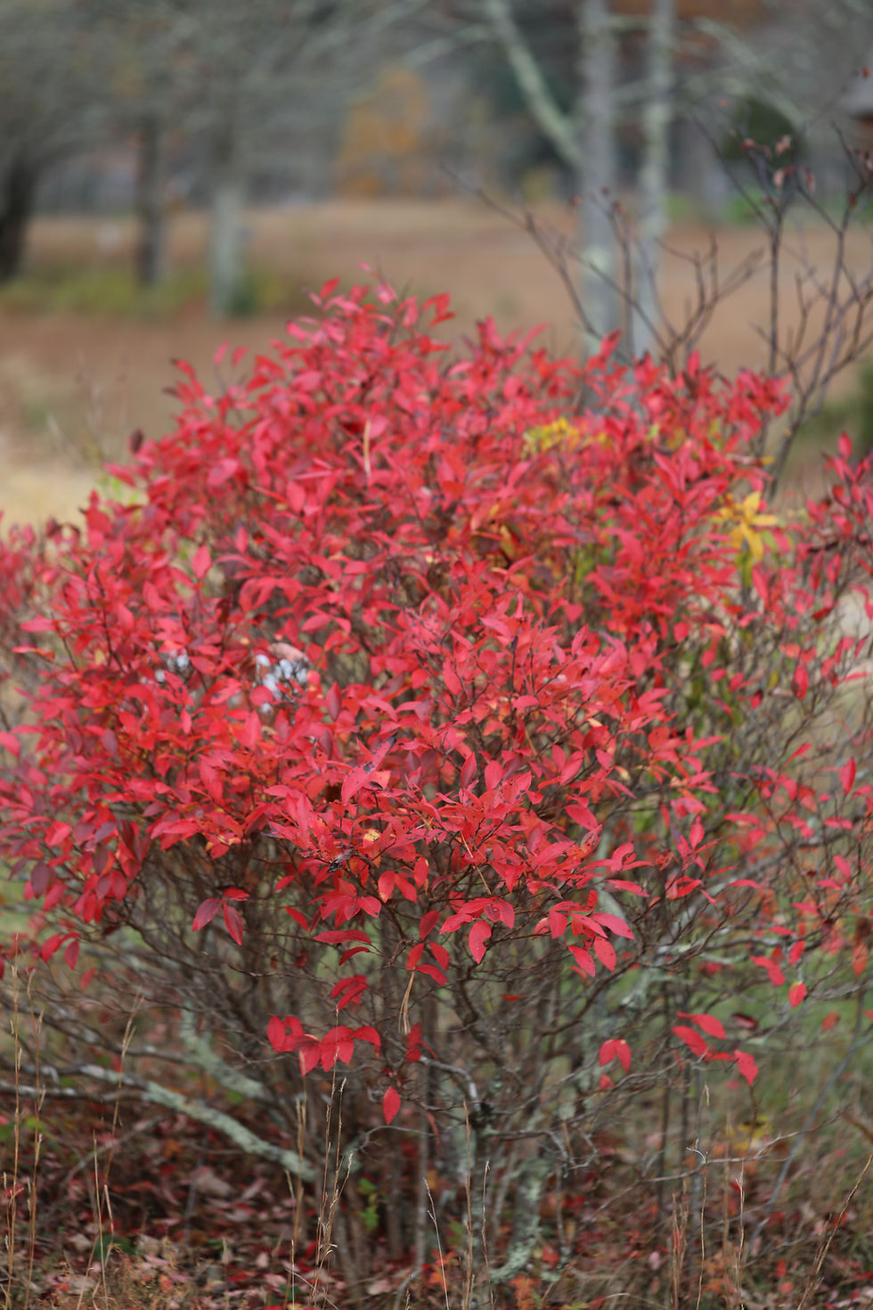 Highbush Blueberry