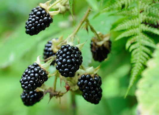 Blackberry