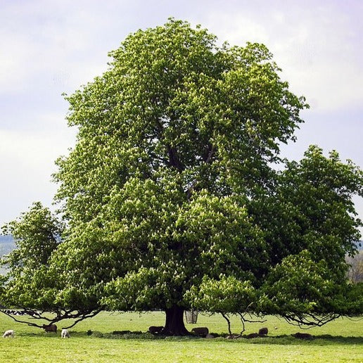 Chestnut