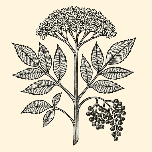 Elderberry