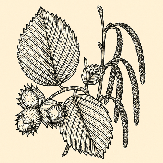 American Hazelnut