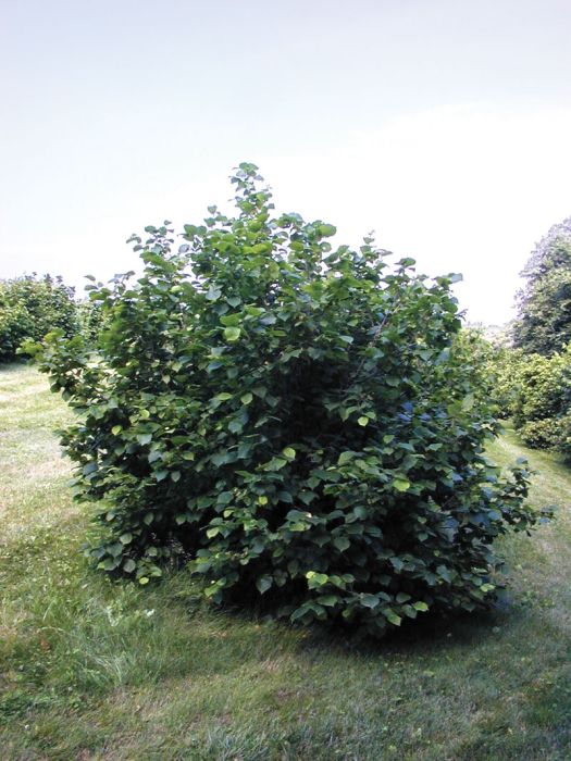 American Hazelnut