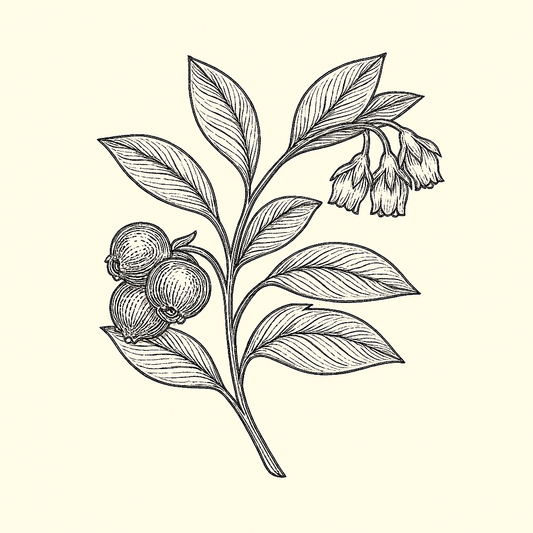 Highbush Blueberry