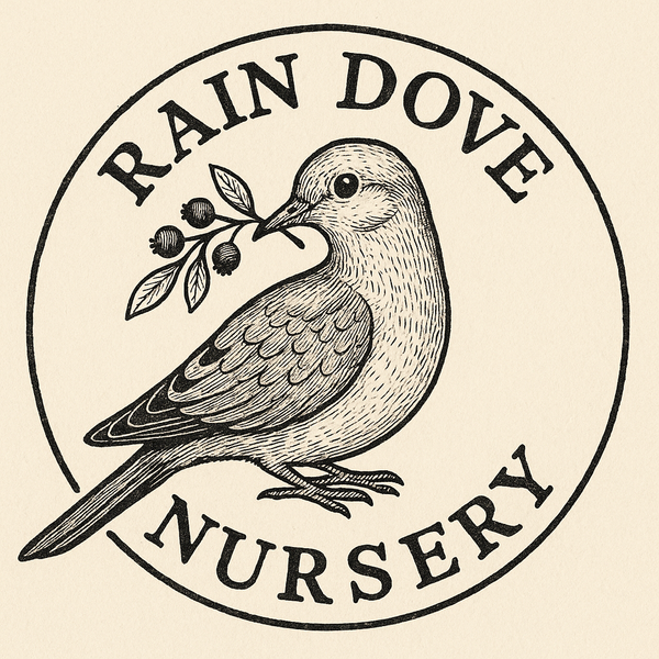Rain Dove Nursery