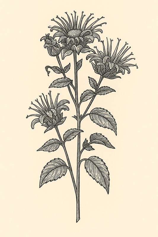 Wild Bergamot