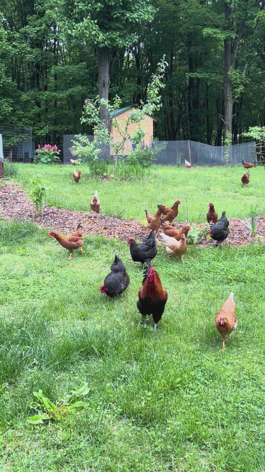 Organic Eggs