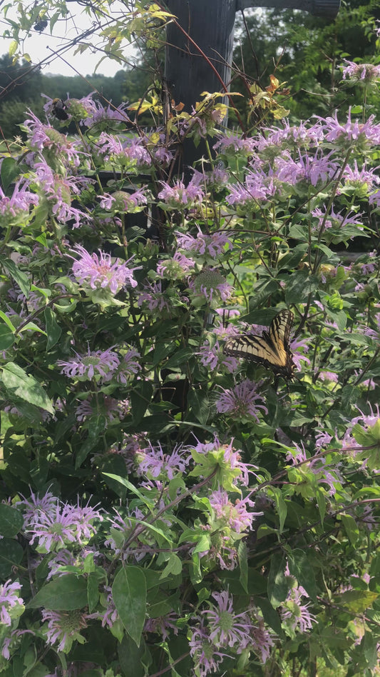 Wild Bergamot