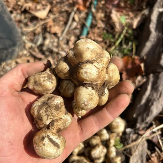 Sunchoke Tubers (Jerusalem Artichokes)