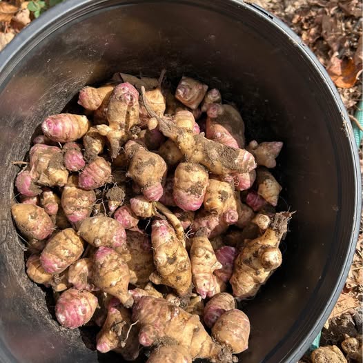 Sunchoke Tubers (Jerusalem Artichokes)